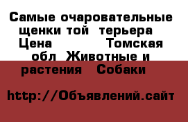 Самые очаровательные щенки той- терьера › Цена ­ 3 800 - Томская обл. Животные и растения » Собаки   